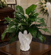 Angel Of Peace - Large