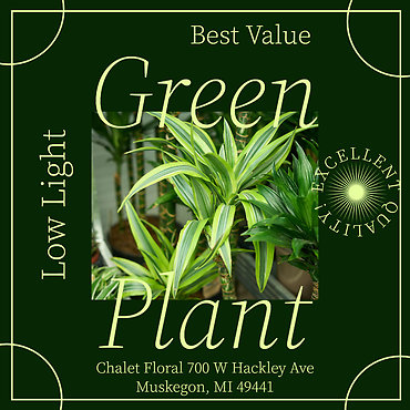 Green House Plant-Low Light